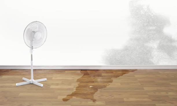 Best Flood restoration services  in La Plata, MO