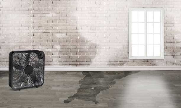 Best Water damage cleanup near me  in La Plata, MO